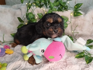 Vand Cavapoo black and tan F1 - imagine 5