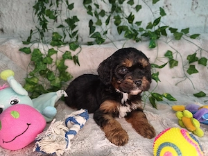 Vand Cavapoo black and tan F1 - imagine 4