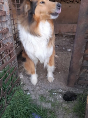 Femela Collie Lessi Gestanta 