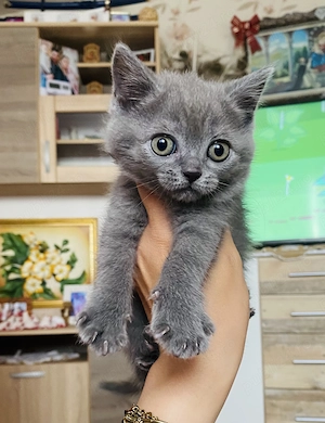 British shorthair și longhair - imagine 5