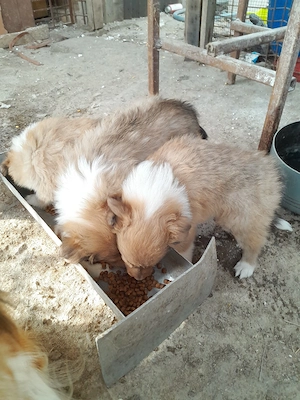 Collie Lessi  catei 