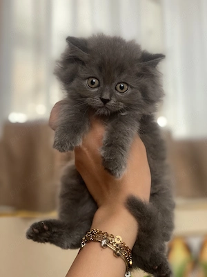 British shorthair și longhair - imagine 4