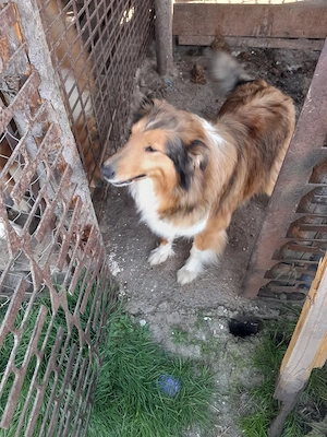 Femela Collie Lessi Gestanta  - imagine 3