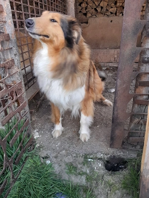 Femela Collie Lessi Gestanta  - imagine 2