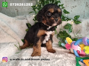 Vand Cavapoo black and tan F1