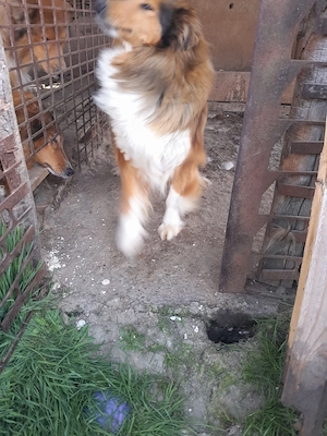 Femela Collie Lessi Gestanta  - imagine 4