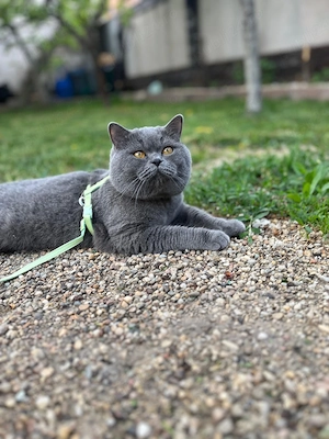 British shorthair blue 