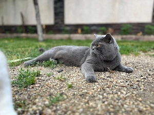 British shorthair blue  - imagine 2