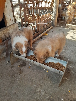 Collie Lessi catei, Ciobanesc scotian VAND 