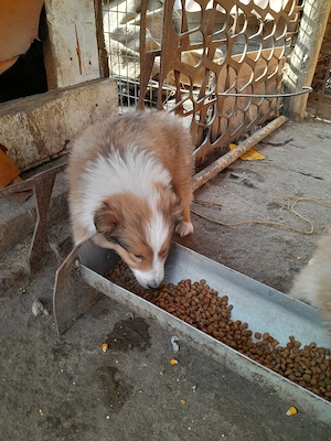 Collie Lessi catei, Ciobanesc scotian VAND  - imagine 5