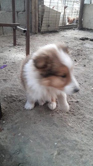 Collie Lessi catei, Ciobanesc scotian VAND  - imagine 3