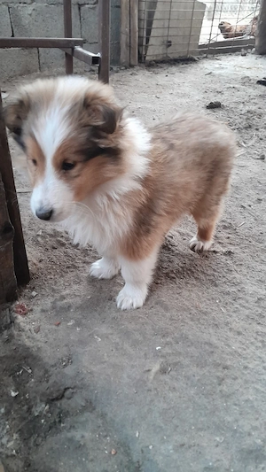 Collie Lessi catei, Ciobanesc scotian VAND  - imagine 4