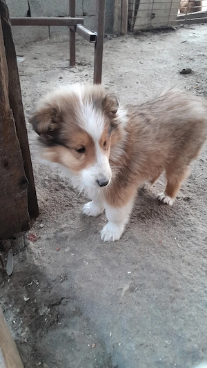 Collie Lessi catei, Ciobanesc scotian VAND  - imagine 2