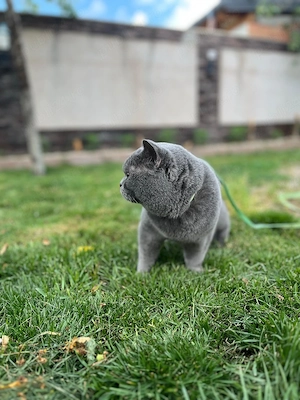 British shorthair blue  - imagine 3