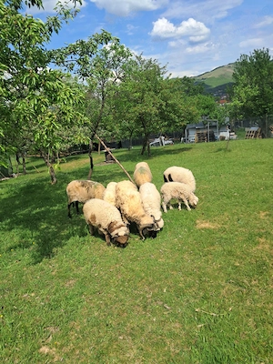 Vand oi si un berbec