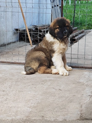 Ciobanesc caucazian