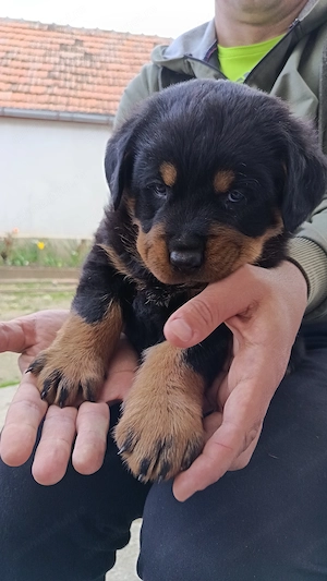 Vand căței Rottweiler - imagine 2
