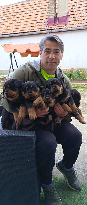 Vand căței Rottweiler - imagine 4