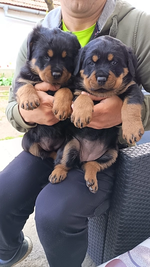 Vand căței Rottweiler - imagine 5