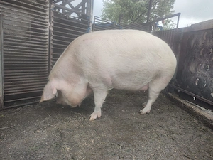 Vând purcea de aproximativ 290Kg-300kg - imagine 2