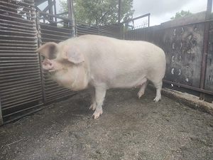 Vând purcea de aproximativ 290Kg-300kg