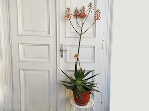 Planta de Aloe vera, aclimatizata, rezistenta. Pret 100 lei. - imagine 3