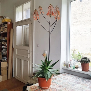 Planta de Aloe vera, aclimatizata, rezistenta. Pret 100 lei. - imagine 4