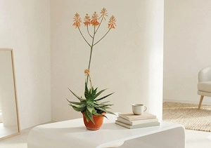 Planta de Aloe vera, aclimatizata, rezistenta. Pret 100 lei.