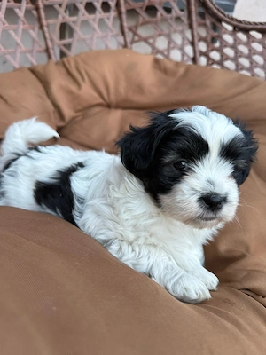 2 cățeluși Shih Tzu își caută familie iubitoare  - imagine 3