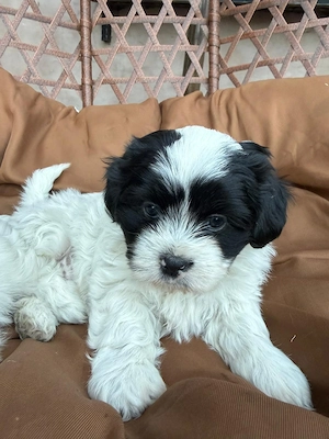 2 cățeluși Shih Tzu își caută familie iubitoare  - imagine 2