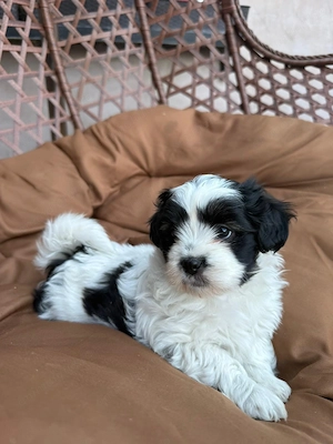 2 cățeluși Shih Tzu își caută familie iubitoare  - imagine 3