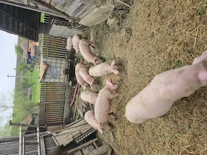 Vand soldani, porci 40 kg - imagine 2