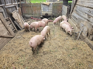 Vand soldani, porci 40 kg - imagine 4