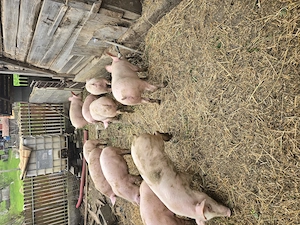 Vand soldani, porci 40 kg - imagine 3