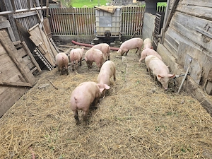 Vand soldani, porci 40 kg - imagine 5