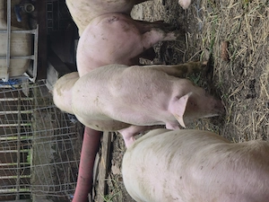 Vand soldani, porci 40 kg