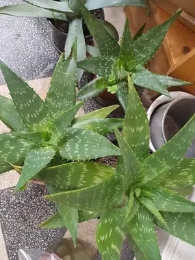 Planta de Aloe vera, aclimatizata, rezistenta. Pret 100 lei. - imagine 5
