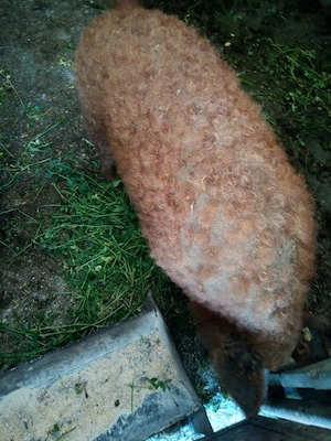 Scrofite gestante