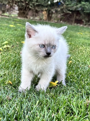 Pui British Shorthair Colorpoint - imagine 2