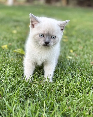 Pui British Shorthair Colorpoint