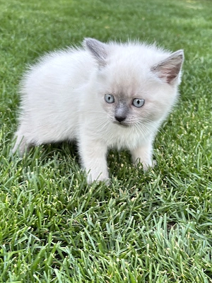 Pui British Shorthair Colorpoint - imagine 5