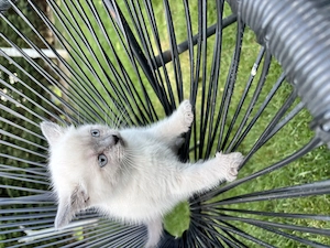 Pui British Shorthair Colorpoint - imagine 3