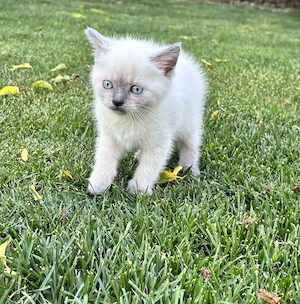 Pui British Shorthair Colorpoint - imagine 4