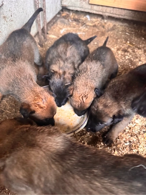 Ciobănesc Belgian Malinois