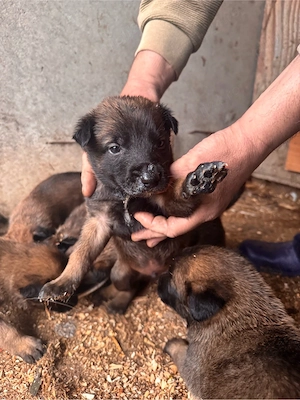 Ciobănesc Belgian Malinois