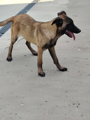 Cățel Ciobănesc Belgian Malinois 