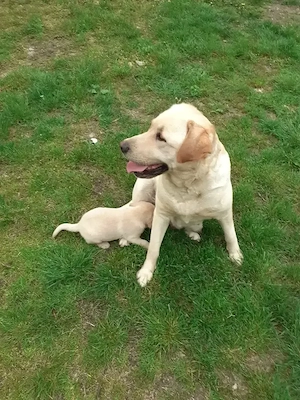 pui Labrador 