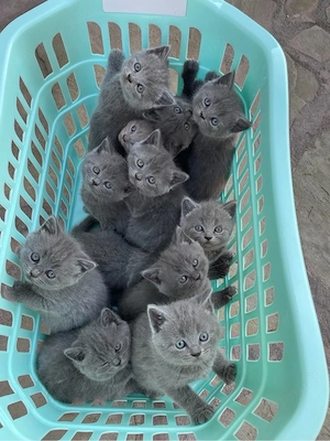 British Shorthair 