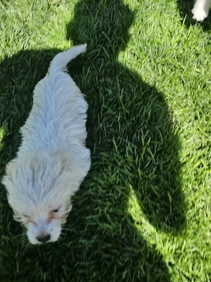 Vând pui Bichon 
