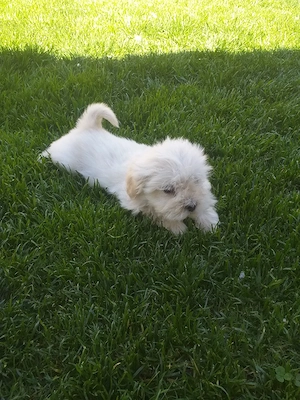 bichon maltez